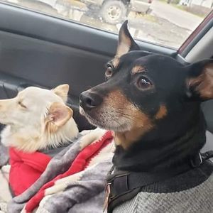 Meet your Posher, Billy